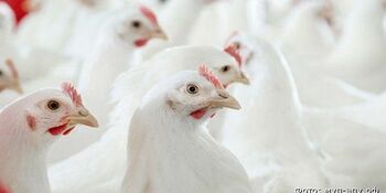 Мини-птицефабрика по производству яиц начала работать в селе Снежное