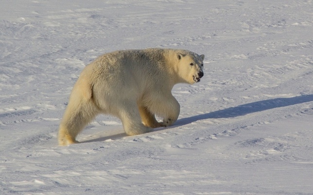 Белые медведи в поисках пищи вынуждены откочевывать в более южные районы Чукотского полуострова