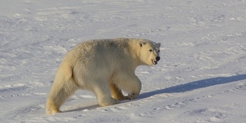 Белые медведи в поисках пищи вынуждены откочевывать в более южные районы Чукотского полуострова
