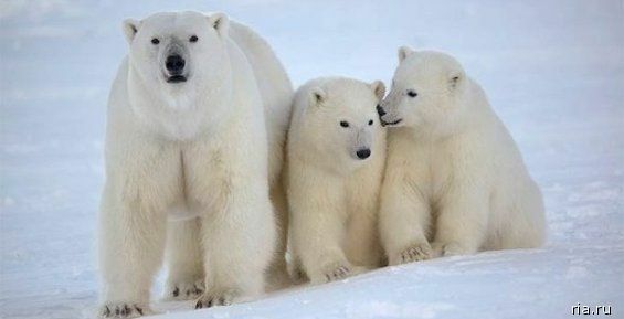 Более 50 белых медведей одномоментно «прогулялось» около Рыркайпия