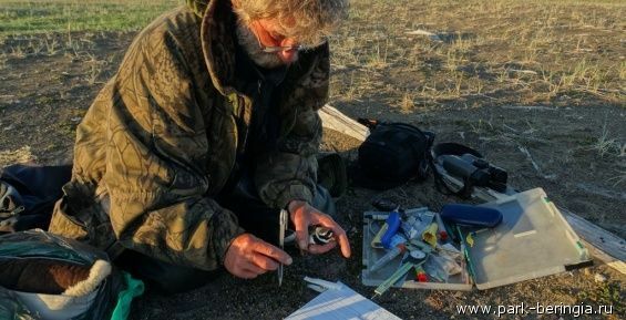 Чукотские ученые выяснили места зимовки куликов чернозобиков при помощи логгеров