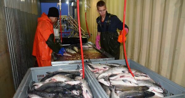 Новый резидент ТОР "Чукотка" будет выпускать 245 тонн рыбной продукции в год