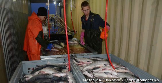 3,3 тыс. тонн лососевых утвердило Росрыболовство для вылова на Чукотке 