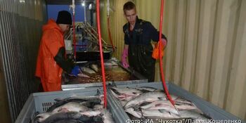 3,3 тыс. тонн лососевых утвердило Росрыболовство для вылова на Чукотке 