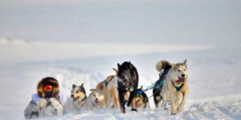 Изменён маршрут чукотской гонки на собачьих упряжках «Надежда-2022»
