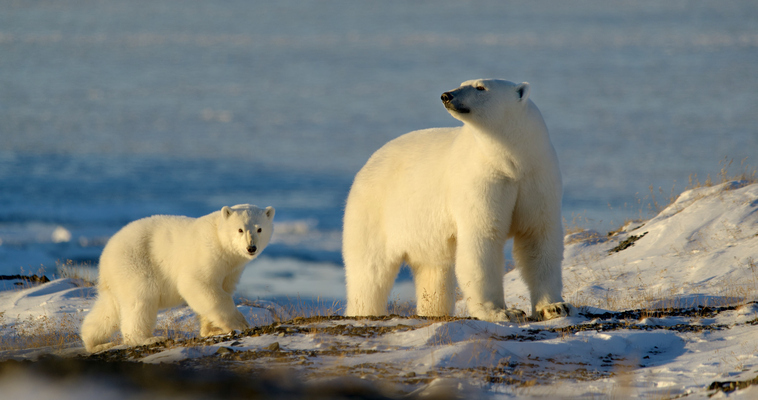 О белых медведях и моржах Чукотки рассказали на международной конференции