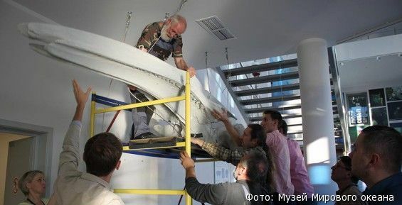 Единственный в России скелет чукотского серого кита начали собирать в Калининграде