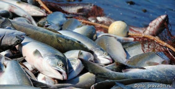 Региональный закон о рыболовстве приняли на Чукотке