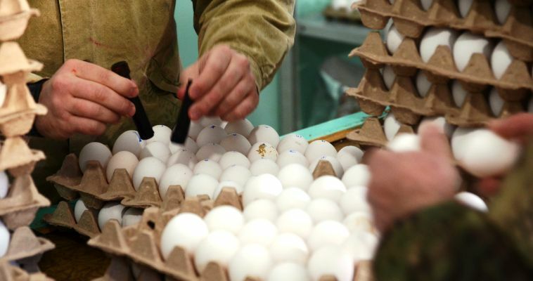 Депсельхоз ЧАО: В следующем году в округе увеличится производство куриных яиц