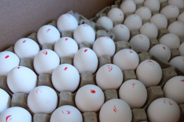 Новая птицефабрика обеспечит куриным яйцом население Провиденского городского округа