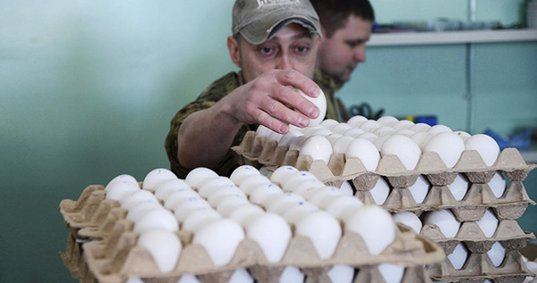  Самая северная птицефабрика Чукотки планирует расширить производство яиц