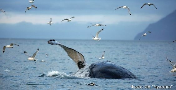 Ученые насчитали всего 16 горбатых китов в проливе Сенявина на Чукотке