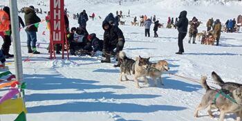 В Чукотском АО стартовала гонка на собачьих упряжках "Надежда"
