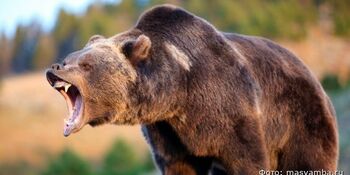 В селе Лаврентия застрелили агрессивного бурого медведя