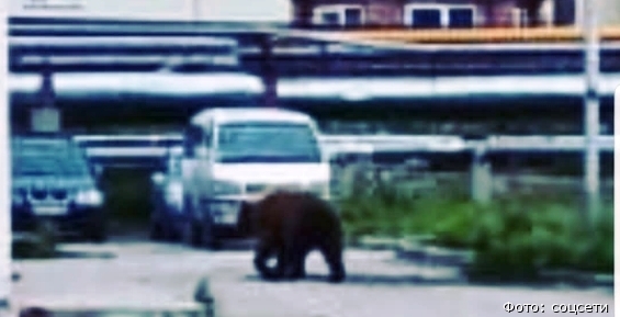 Бурый медведь впервые в этом году зашёл в столицу Чукотки