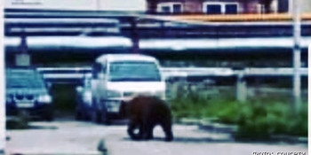 Бурый медведь впервые в этом году зашёл в столицу Чукотки