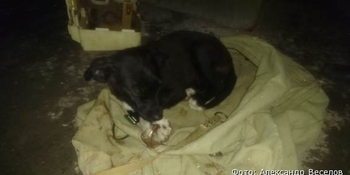 Районный прокурор на Чукотке вступился за пострадавшего от живодера щенка  