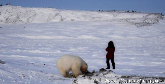 Белый медвежонок из Рыркайпия выжил и покинул поселок