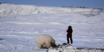 Белый медвежонок из Рыркайпия выжил и покинул поселок