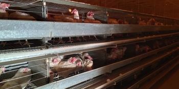 Обновление поголовья кур начала птицефабрика в Анадыре