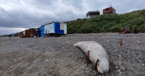 Мёртвых белух и моржей выбросило на берег лимана у столицы Чукотки
