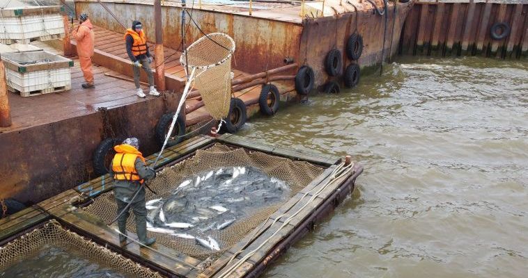 Рекордно низкие объёмы вылова красной рыбы отмечены на Чукотке