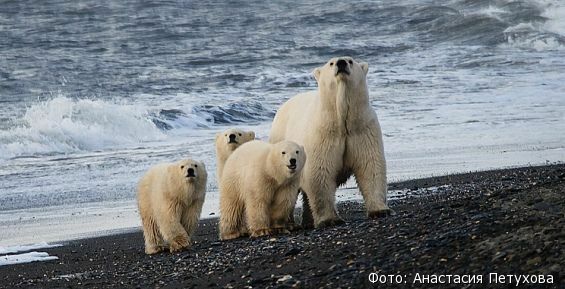 Ученые насчитали 466 белых медведей на острове Врангеля