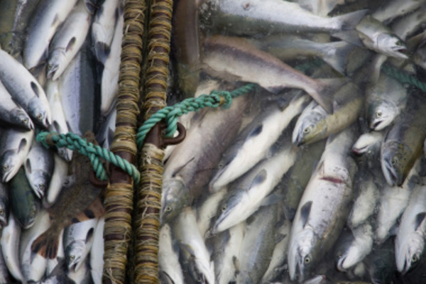 На Чукотке дополнили перечень участков для любительского рыболовства
