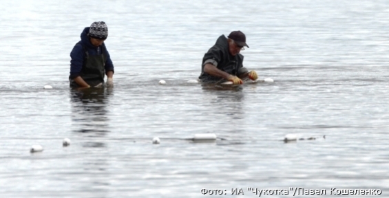 В Певеке рыболовам-любителям выделили участки для ловли горбуши и гольца