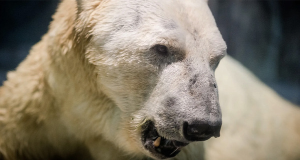 Белого медведя застрелил житель Певека в рамках самообороны