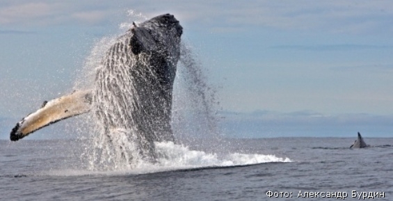 Ученые отмечают рост численности горбатых китов у побережья Чукотки