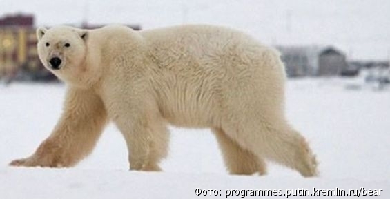 Белый медведь прогулялся по окрестностям поселка на Чукотке