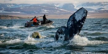 Чукотские морзверобои добыли более 130 серых китов в 2020 году