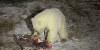 В Ванкареме ученые наблюдают за белым медвежонком-сиротой