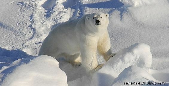 Представители Чукотки расскажут в Москве о популяции белого медведя