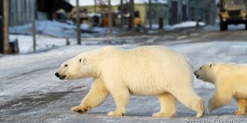 Белые медведи начали заходить в чукотское село Рыркайпий 