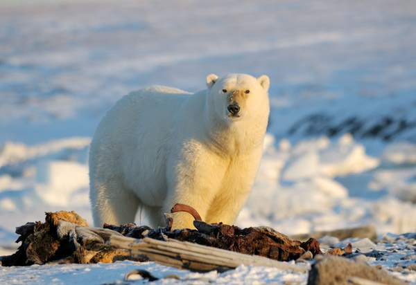 Одиннадцать белых медведей отогнали от чукотского села Нешкан