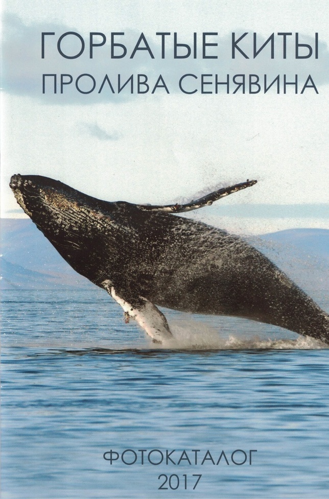 На Чукотке впервые составлен каталог горбатых китов