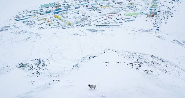 Краснокнижный снежный баран прогулялся рядом с чукотским посёлком 