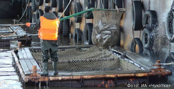 Более 60 тонн лососевых добыли на Чукотке с начала путины-2018