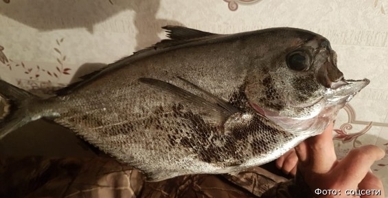 На Чукотке выловили субтропическую рыбу