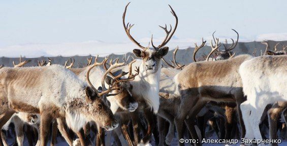 Стада оленей в Анадырском районе разделили на бычье и маточное поголовье