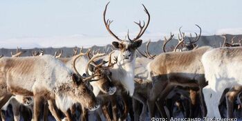 Стада оленей в Анадырском районе разделили на бычье и маточное поголовье