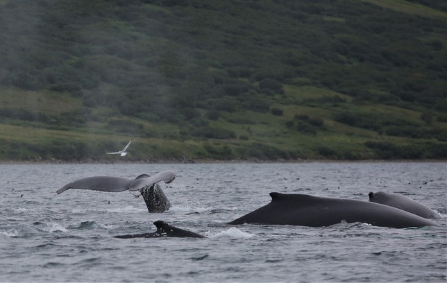 Исследования китообразных в проливе Сенявина