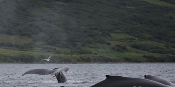 Исследования китообразных в проливе Сенявина