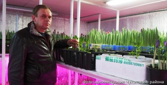 Предприниматель из села Лаврентия вырастил в своей теплице тюльпаны
