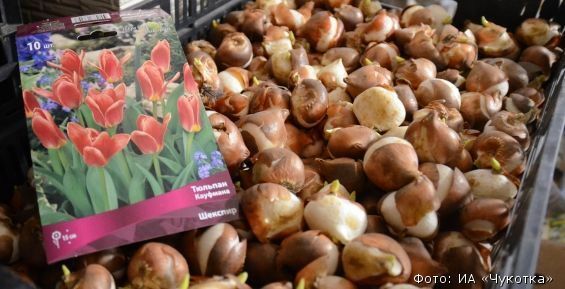 К Международному женскому дню в Анадыре вырастили тюльпаны и гиацинты