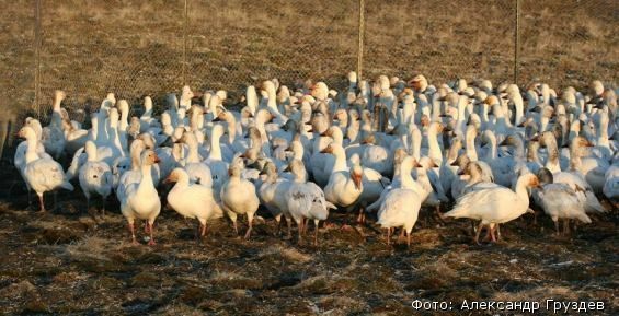 Популяция белых гусей на острове Врангеля достигла полувекового максимума
