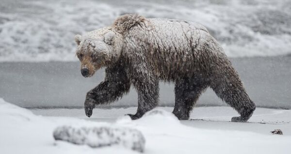 Медведя-шатуна застрелили в посёлке Провидения