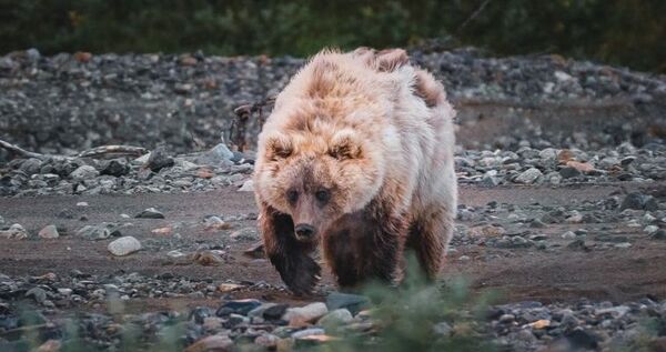 Бурый медведь напал на оленевода в Чукотском районе
